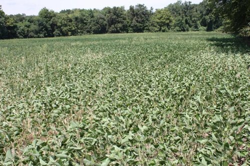 Property photo 6 - 78 Acres offered in 1 tract
